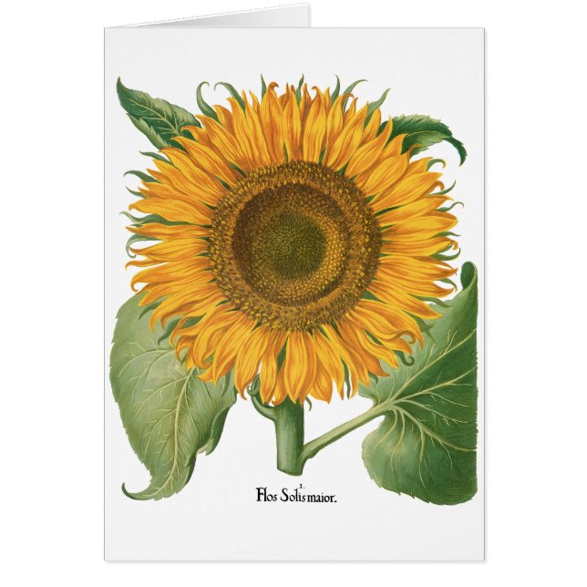 Vintage Sunflower Flower by Basilius Besler (Front)