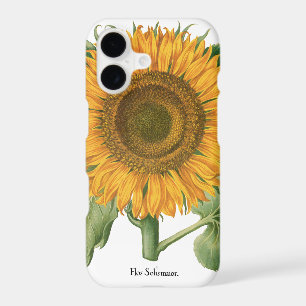Vintage Sunflower Flower by Basilius Besler