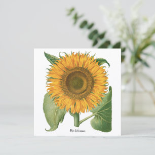 Vintage Sunflower Flower by Basilius Besler