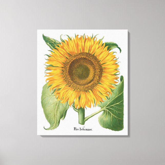 Vintage Sunflower Flower by Basilius Besler Canvas Print (Front)