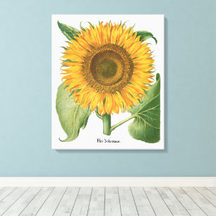 Vintage Sunflower Flower by Basilius Besler Canvas Print