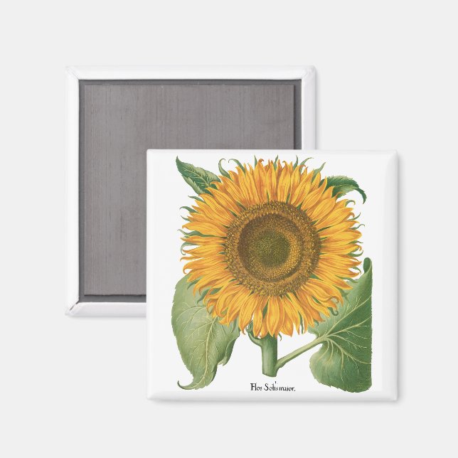 Vintage Sunflower Flower by Basilius Besler Magnet (Front/Back)