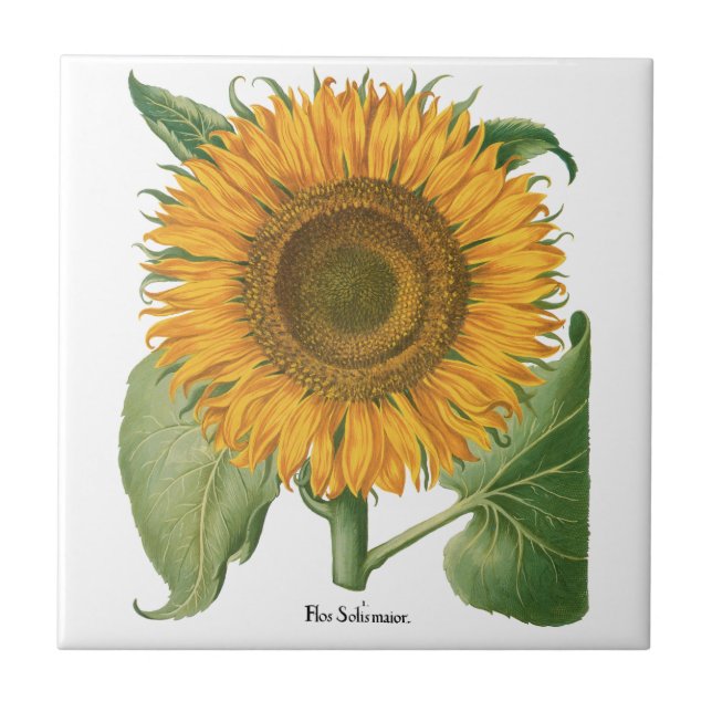 Vintage Sunflower Flower by Basilius Besler Tile (Front)
