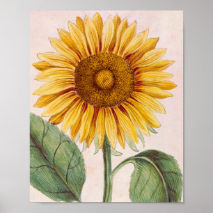 Vintage Sunflower Happy Flower Poster