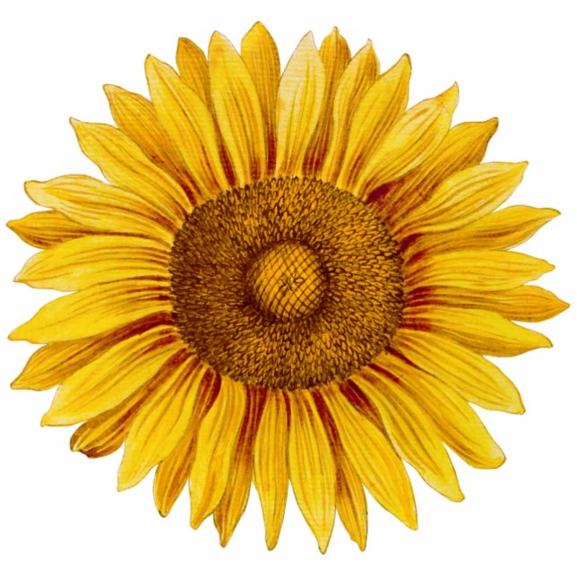 Vintage Sunflower Happy Flower Standing Photo Sculpture (Front)