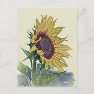 Vintage Sunflower Original Shabby Old School Look Postcard