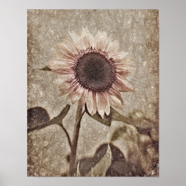 Vintage Sunflower Pink Sepia Brown Rustic Texture Poster (Front)
