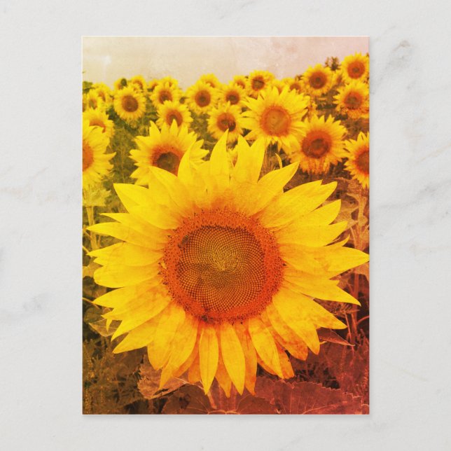 Vintage Sunflower Rustic Photo Postcard (Front)