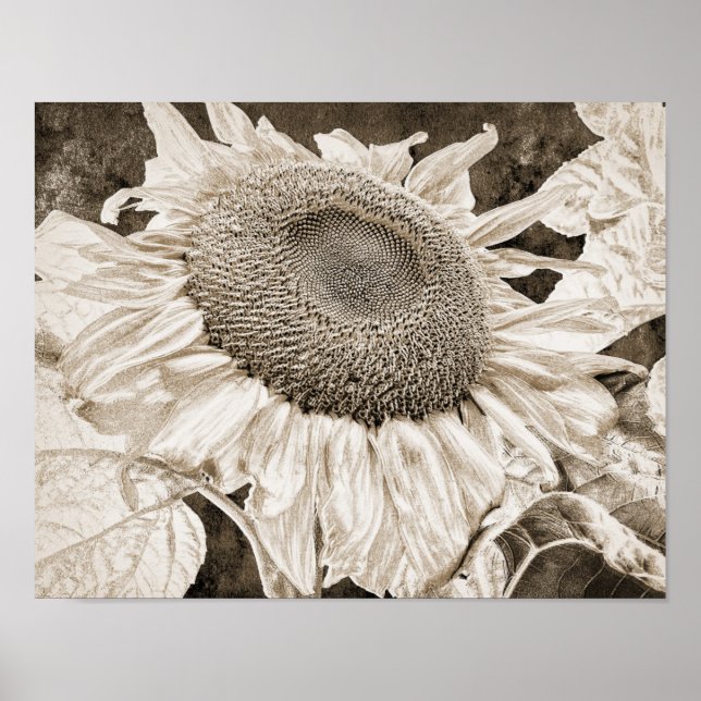 Vintage Sunflower Sepia Brown Art Decoupage Poster (Front)
