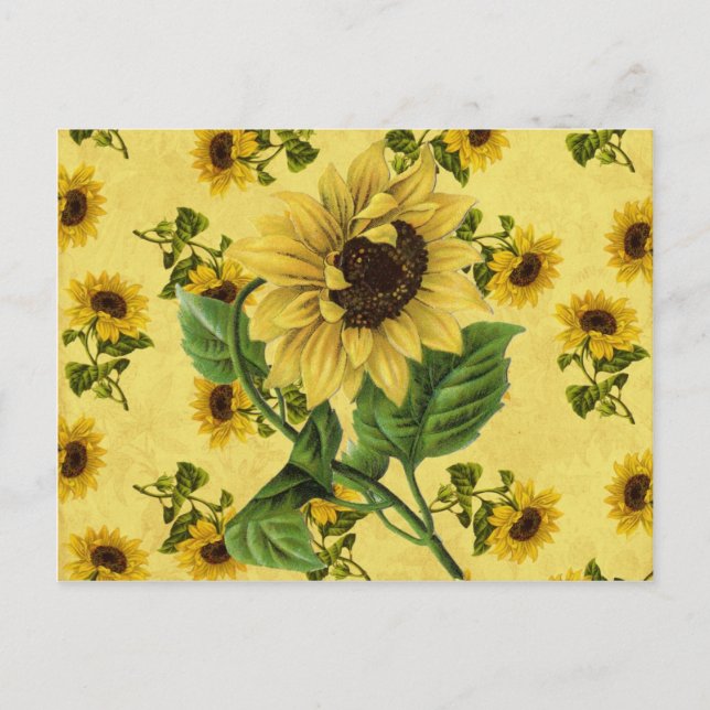 Vintage Sunflowers Postcard (Front)