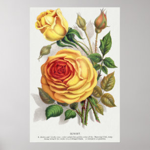 Vintage Sunset Rose Yellow & Orange Botanical Art Poster