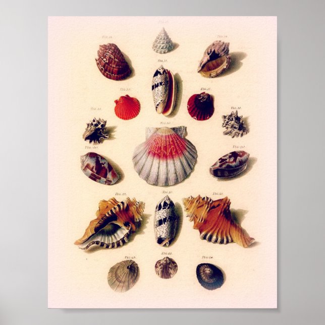 Vintage Sunset Seashell Collection Poster (Front)
