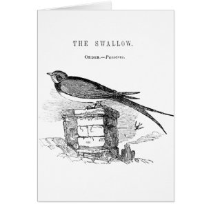 Vintage swallow bird