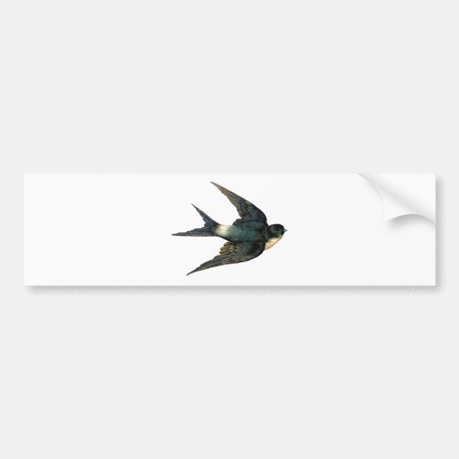 Vintage Swallow Bird Illustration Bumper Sticker (Front)
