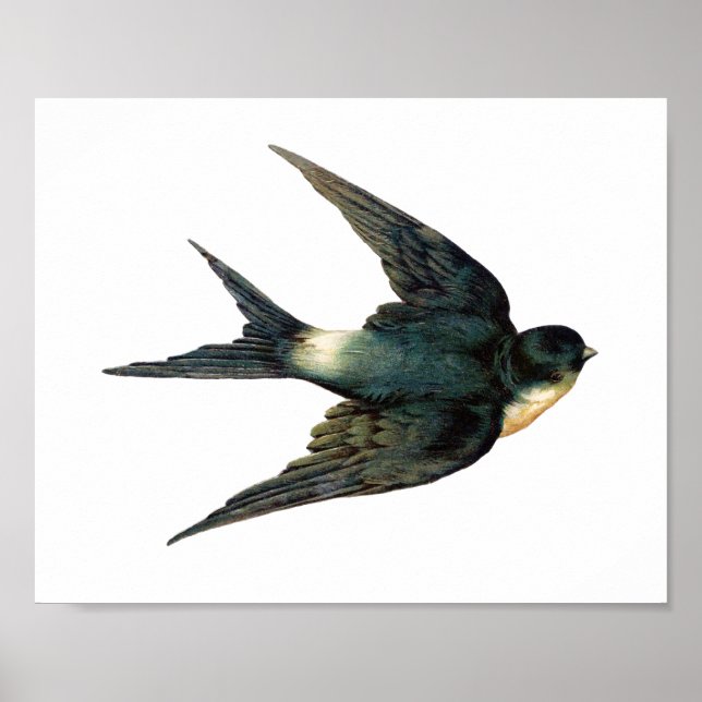 Vintage Swallow Bird Illustration Poster (Front)