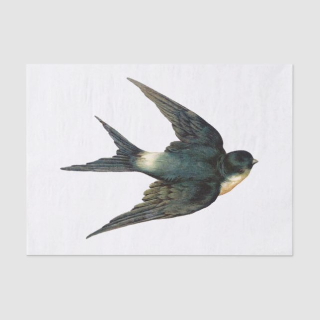 Vintage Swallow Bird Illustration Tissue Paper (Front)