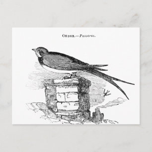 Vintage swallow bird postcard