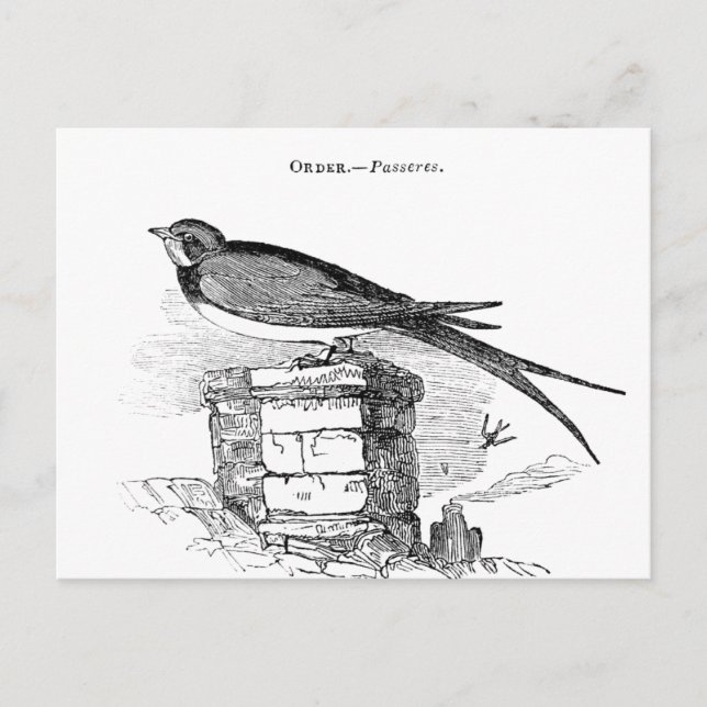 Vintage swallow bird postcard (Front)