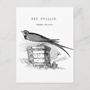 Vintage swallow bird postcard
