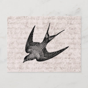 Vintage Swallow Illustration - 1800's Antique Bird Postcard