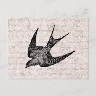 Vintage Swallow Illustration - 1800's Antique Bird Postcard