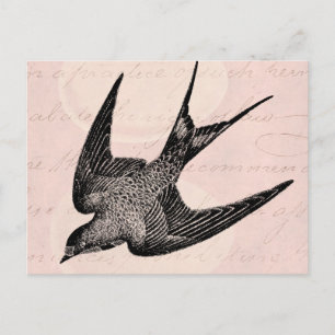 Vintage Swallow Illustration - 1800's Antique Bird Postcard