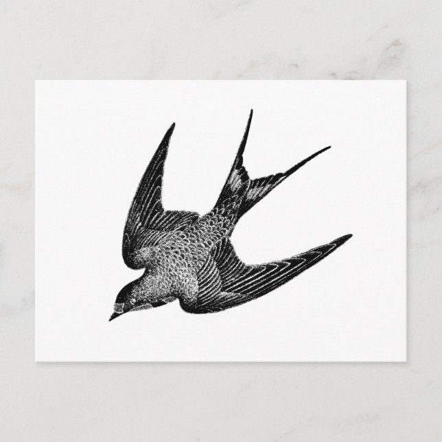 Vintage Swallow Illustration - 1800's Retro Birds Postcard (Front)