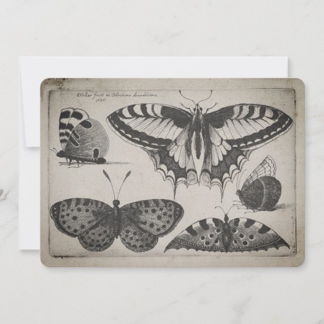 Vintage Swallowtail Butterfly Illustration (60) Invitation (Front)