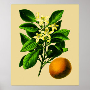 Vintage Sweet Orange Botanical Print