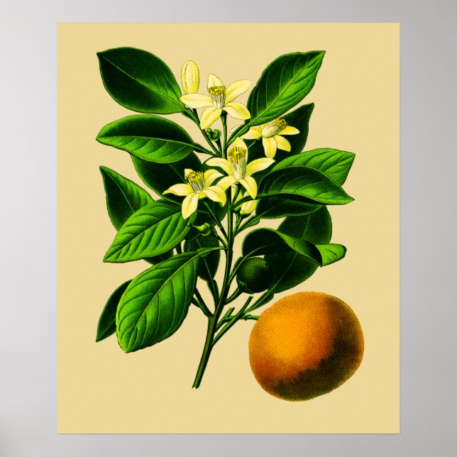 Vintage Sweet Orange Botanical Print (Front)