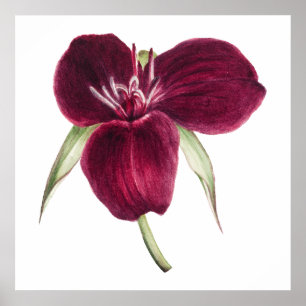 Vintage Sweet Trillium blooming illustration Poster