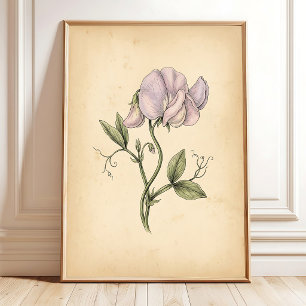 Vintage Sweetpea Flower Framed Wall Art