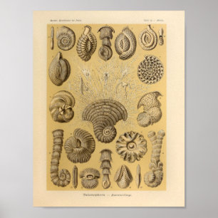 Vintage Talamophora Color Ernst Haeckel Print