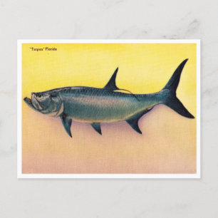Vintage Tarpon Florida Travel Postcard