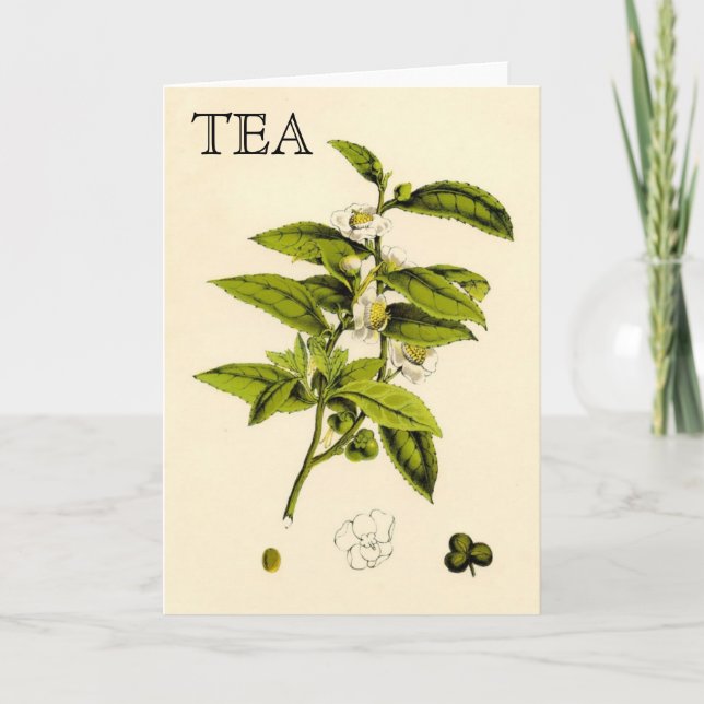 Vintage Tea Plant Card (Front)
