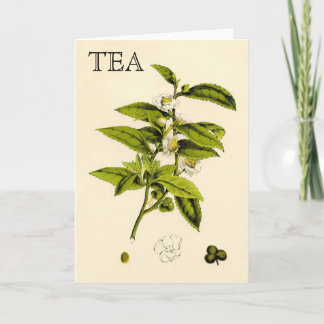Vintage Tea Plant Card