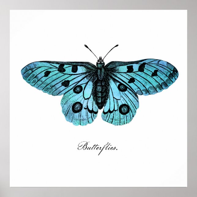 Vintage Teal Blue Butterfly Drawing - Butterflies Poster (Front)