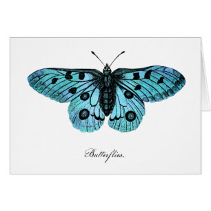 Vintage Teal Blue Butterfly Illustration - 1800's