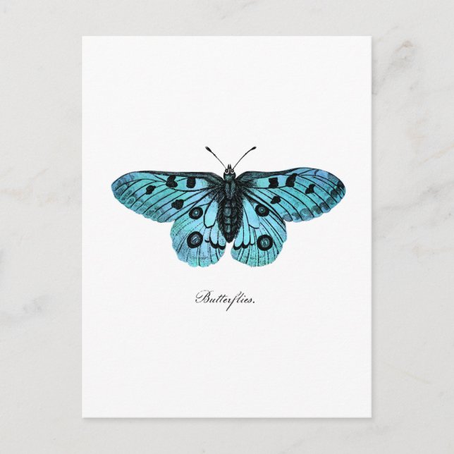 Vintage Teal Blue Butterfly Illustration - 1800's Postcard (Front)