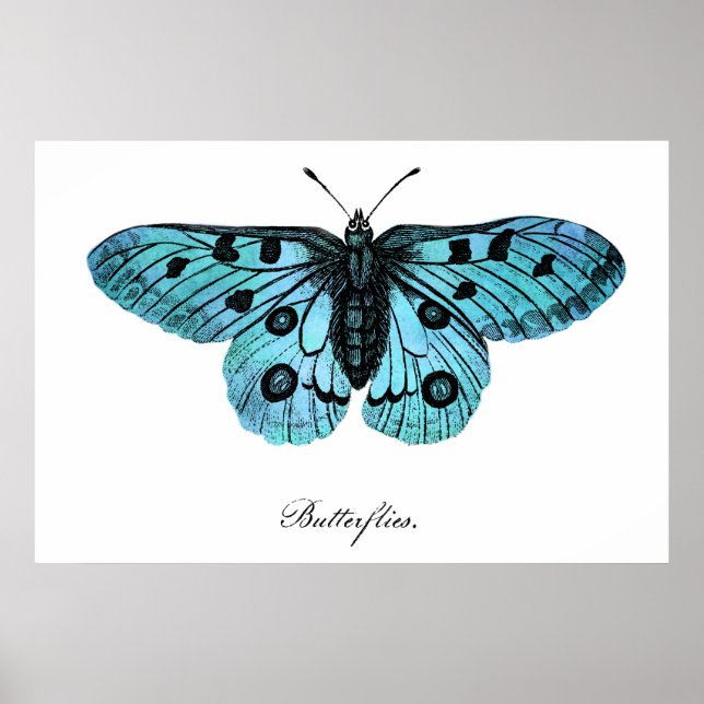 Vintage Teal Blue Butterfly Illustration - 1800's Poster (Front)