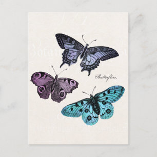 Vintage Teal Blue Purple Pink Butterfly Drawing Postcard