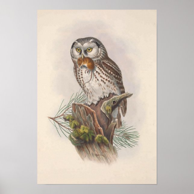 Vintage Tengmalm's Owl Bird Poster (Front)
