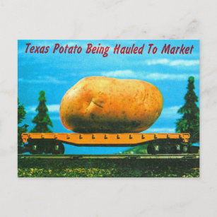 Vintage Texas Sized Gigantic Potato Postcard