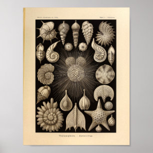 Vintage Thalamophora Colour Ernst Haeckel Print