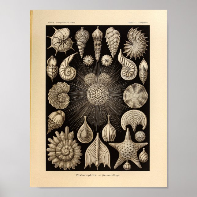 Vintage Thalamophora Colour Ernst Haeckel Print (Front)