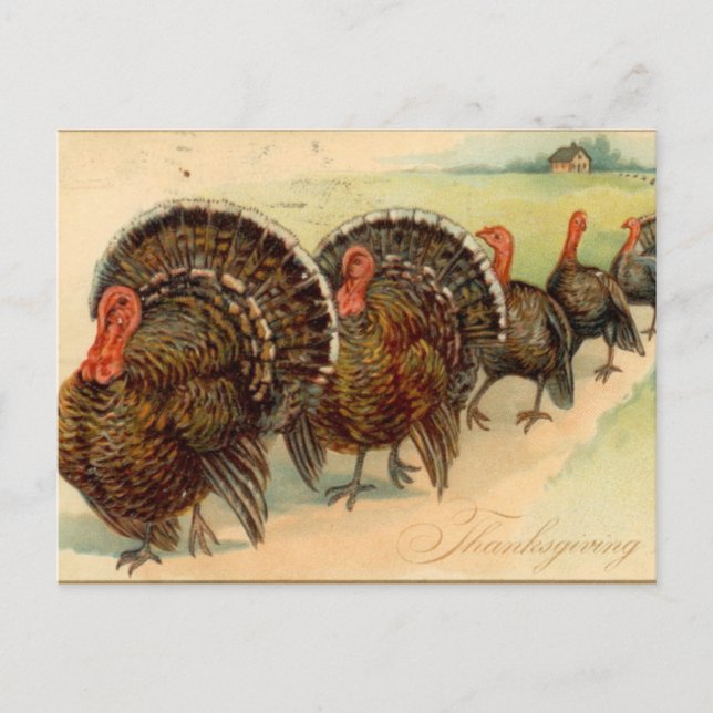 vintage Thanksgiving Holiday scene Postcard (Front)