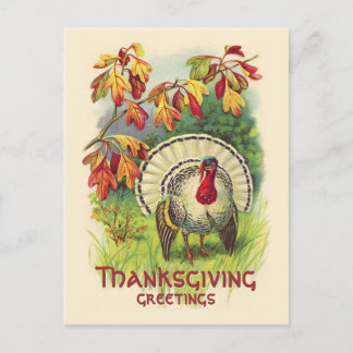 Vintage Thanksgiving Turkey postcard