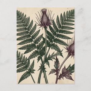 Vintage Thistle and Fern Botanical Postcard