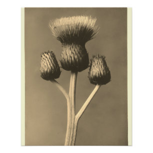 Vintage thistle artwork poster