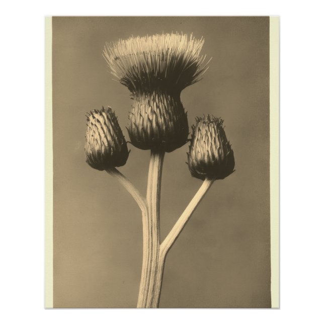 Vintage thistle artwork poster (Front)